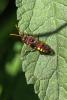 Nomada sp.